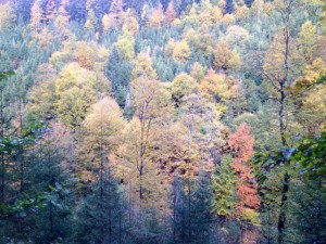 IMG_2243