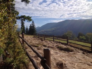 IMG_2517
