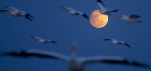 луна и птицы